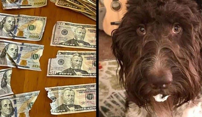 pet dog eat four thousand dollar