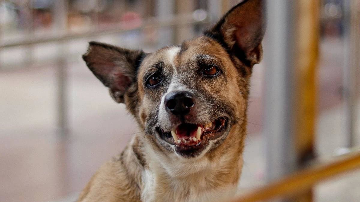 Two dogs allegedly killed in hooghly