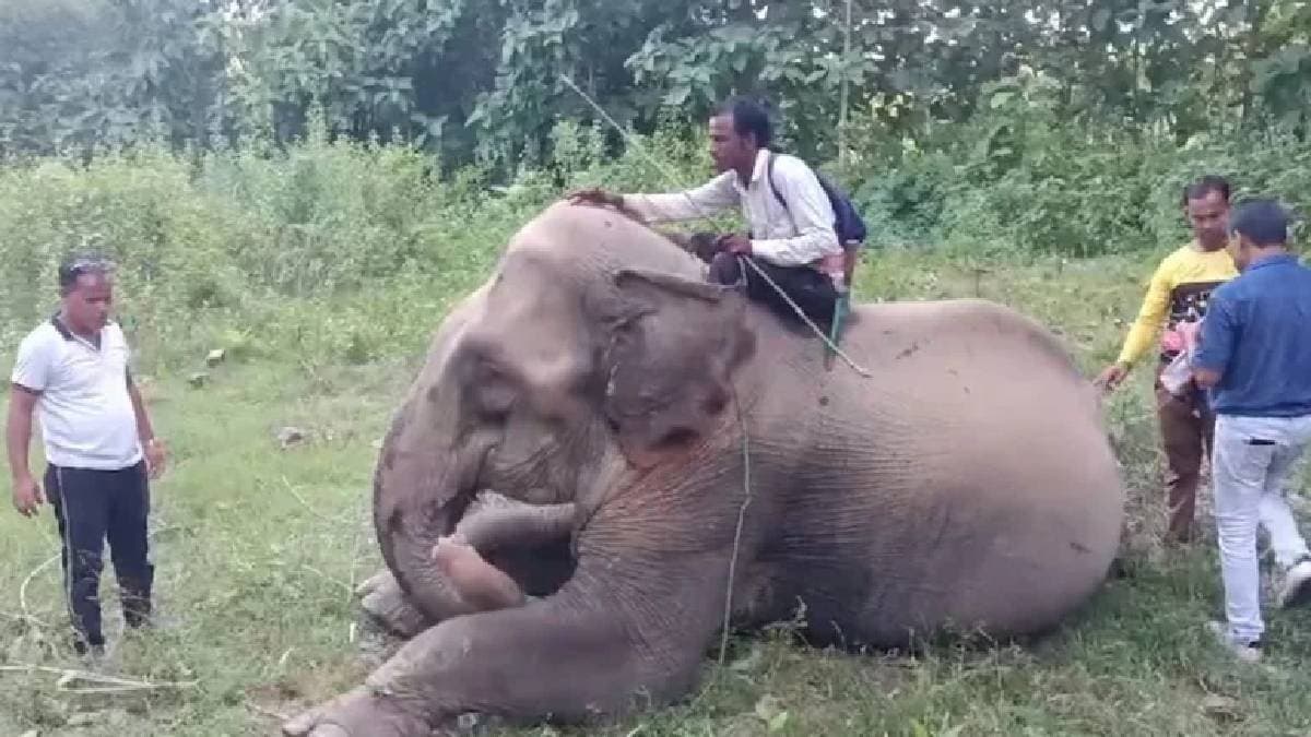 Elephant Chandratara With Cross-Border Ownership Claims