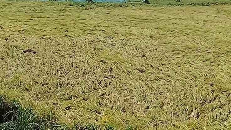 Hailstorm in Hooghly Huge amount of vegetables damaged