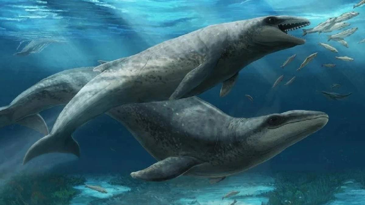 Researchers found Rare Fossil of Shark like whale