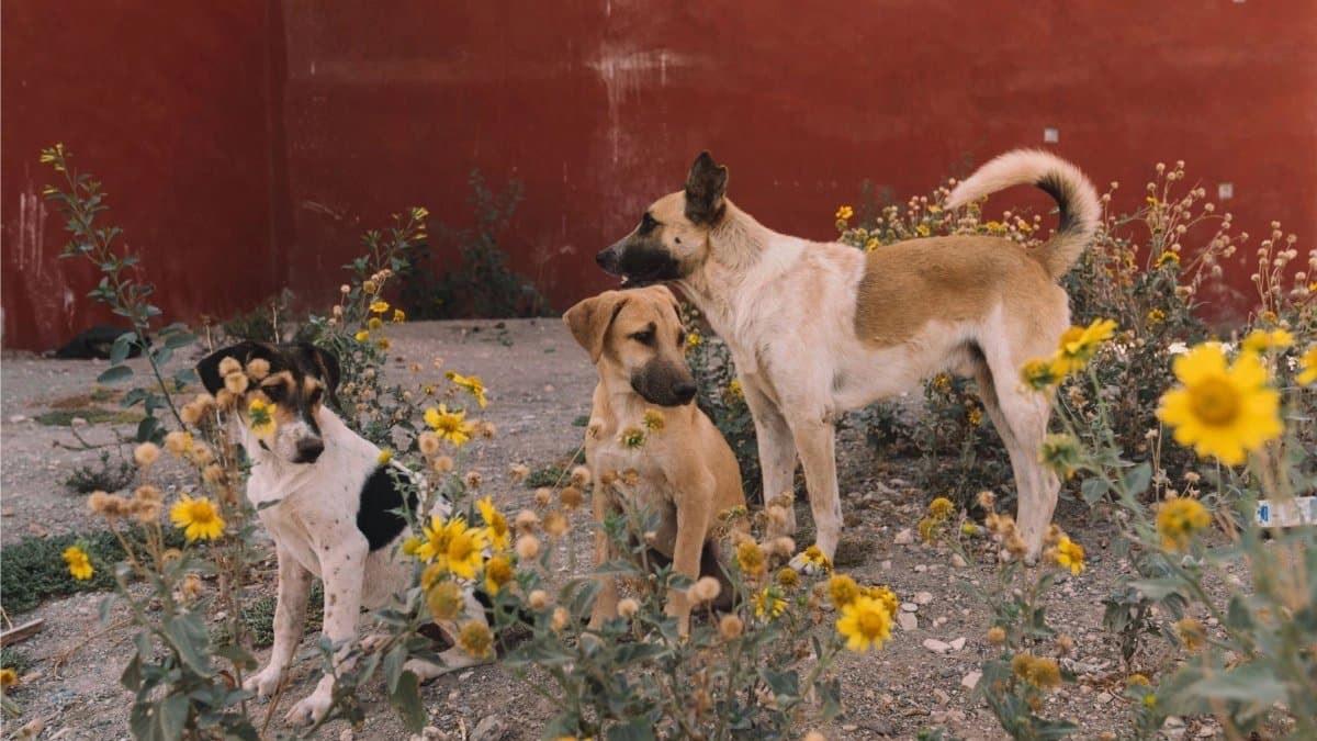 This Muslim country has decided to eliminate three million dogs due to particular reason