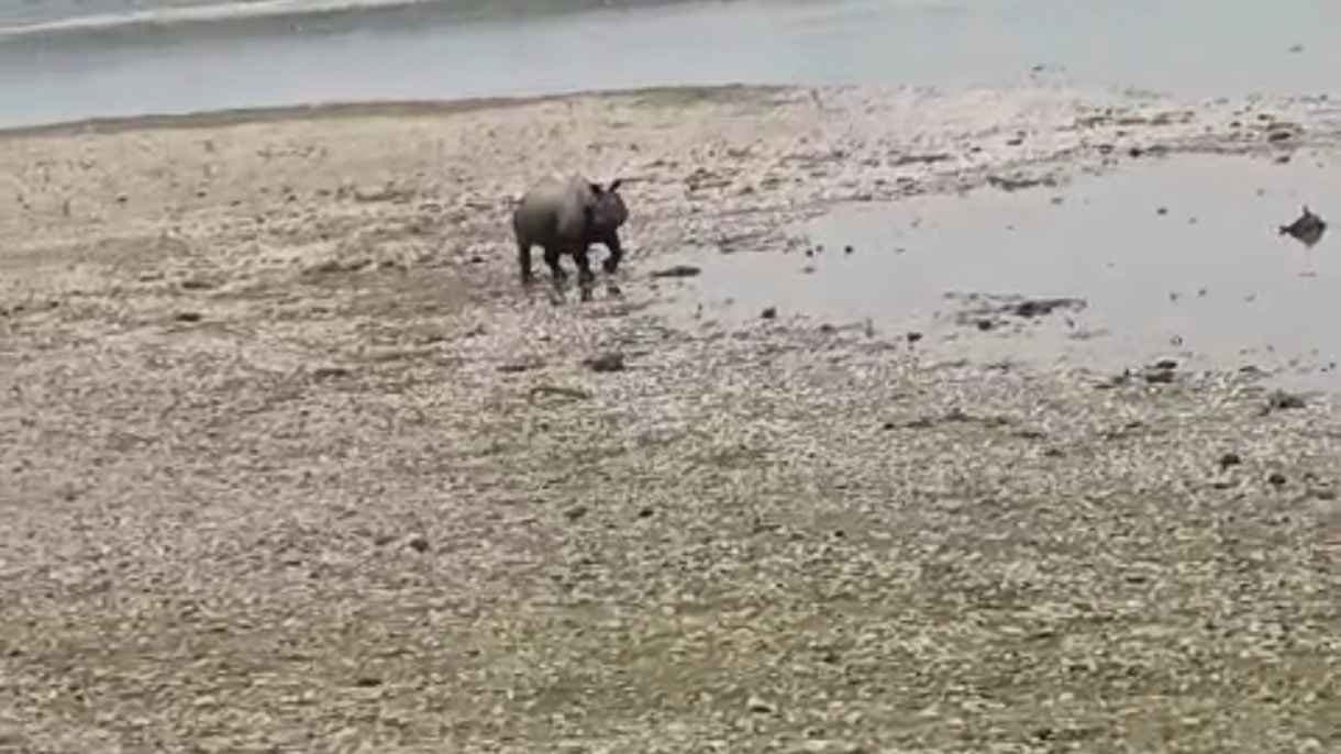 Man injured in Rhino Attack in Alipurduar