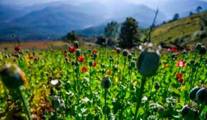 myanmar largest opium poppy product country
