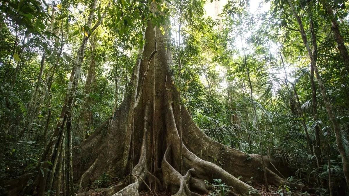 Discovery of 3000-year-old trees in the fog-covered mountain range