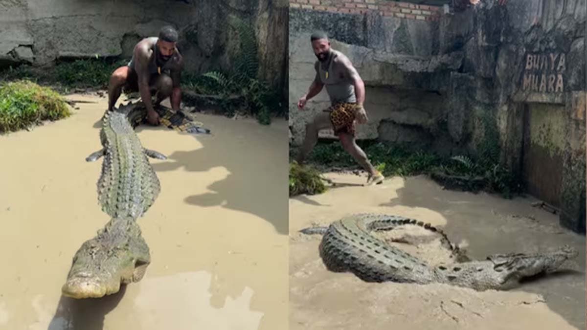 Mike Holston Grabs Crocodiles Tail What Happened Next Was Terrifying watch viral video
