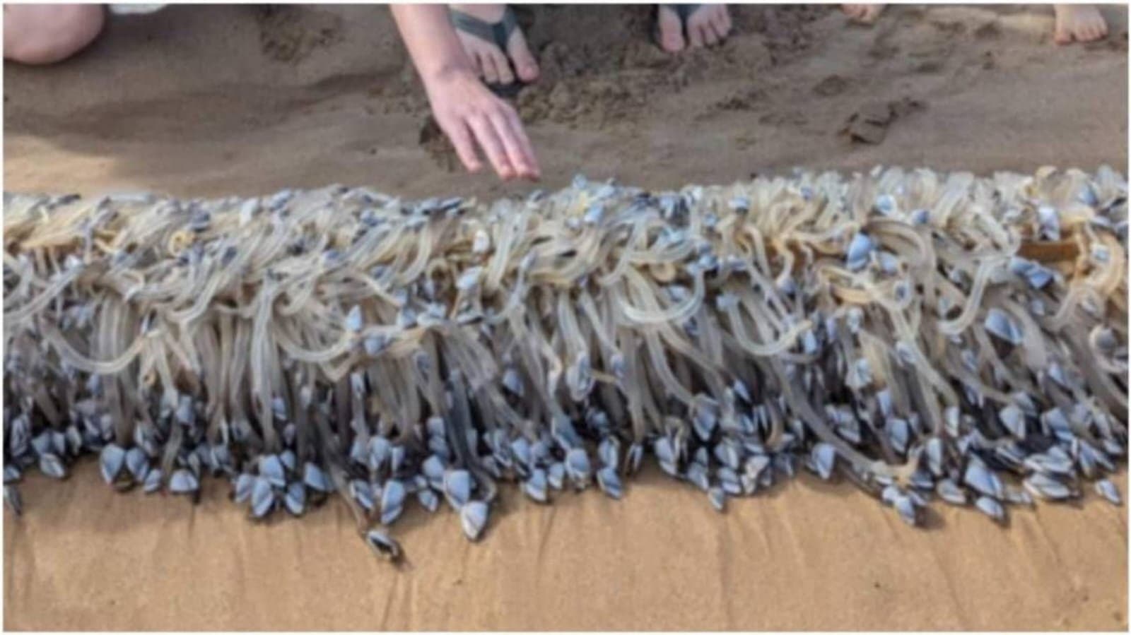 'Alien' sea creature washes ashore in Australia priced at Rs 21,000 per kg_gnr