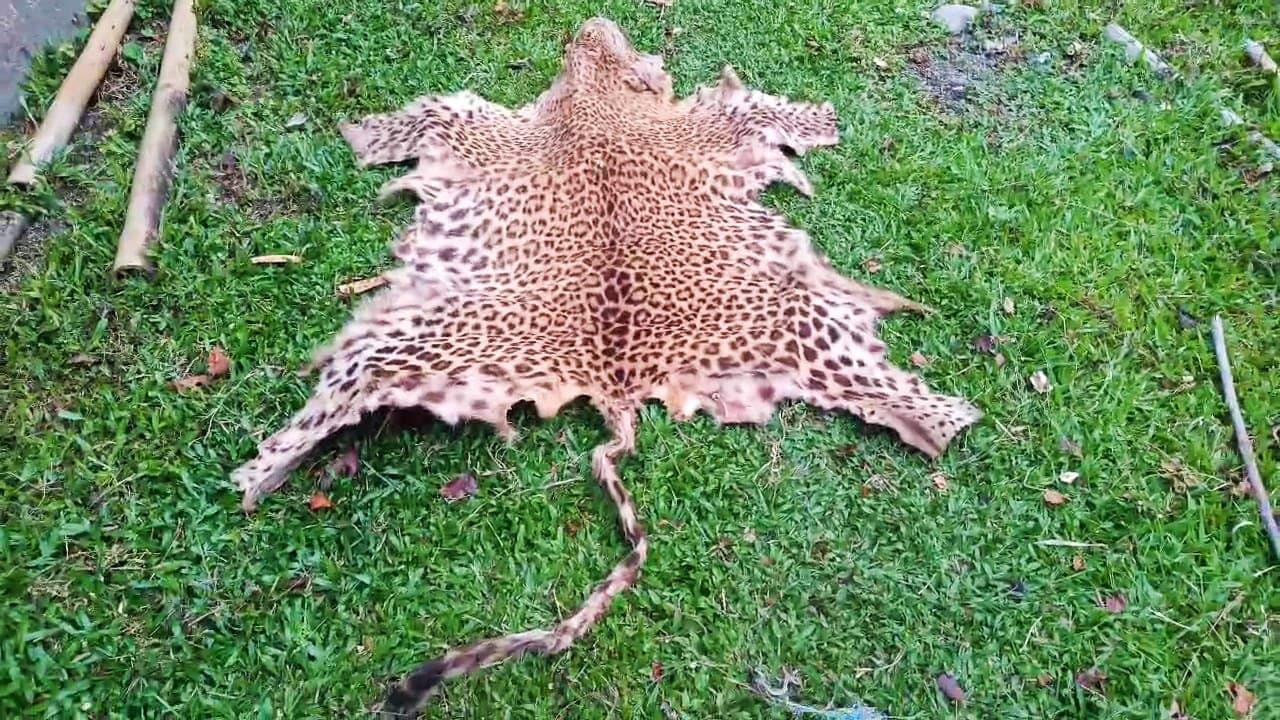 Leopard Skin Seized, 2 Arrested