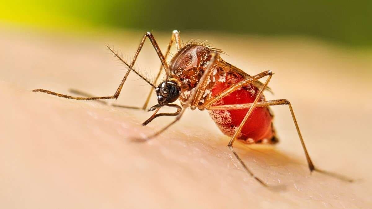 Howrah topped regarding Dengue fever case this year