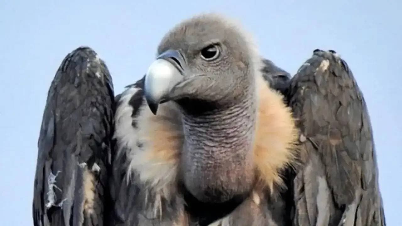 injured Eurasian Griffon travelled 15000 km