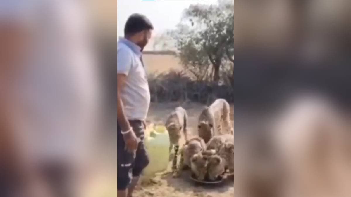 Trending: Viral Video Shows Forest department driver offers water to wild cheetahs