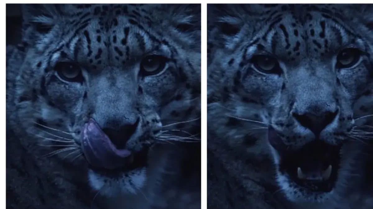 Snow leopard in himalaya mountain gnr 