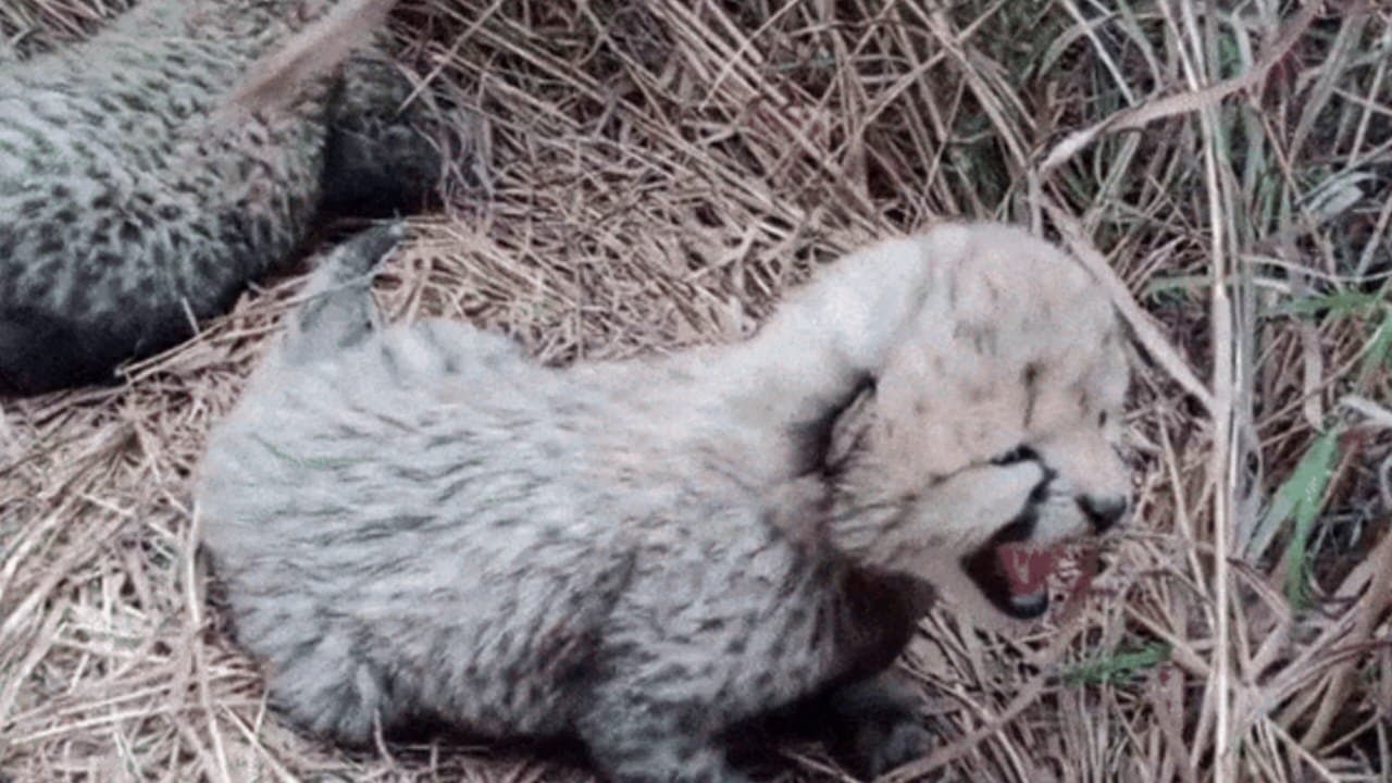 Namibian cheetah Aasha gives birth to 3 cubs