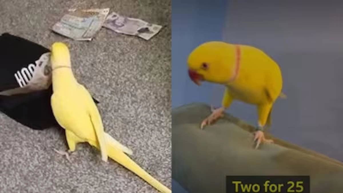  Dealer's Squealing Pet Parrot Helps Bring Down Blackpool Controlled Substance