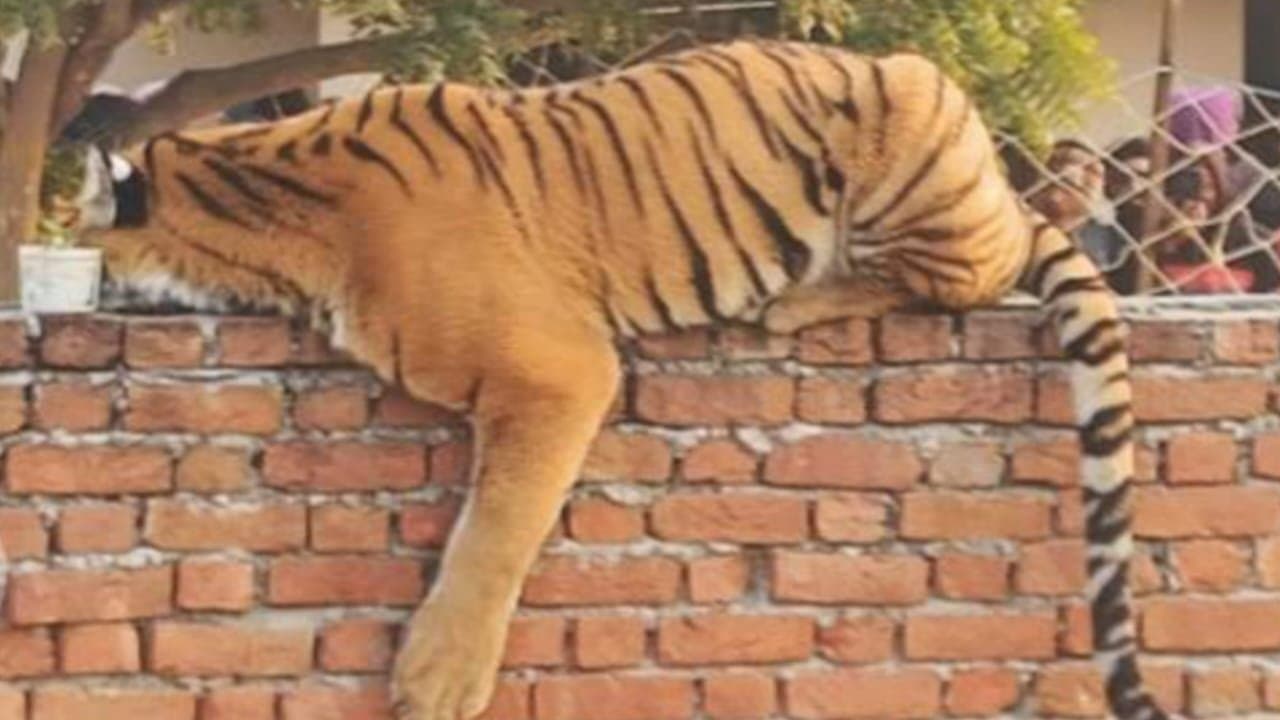 Tiger Sleeping On Wall Sparks Panic In UP Village