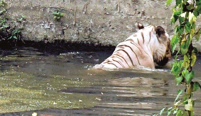 Animal birds diet during summer in alipore zoo 