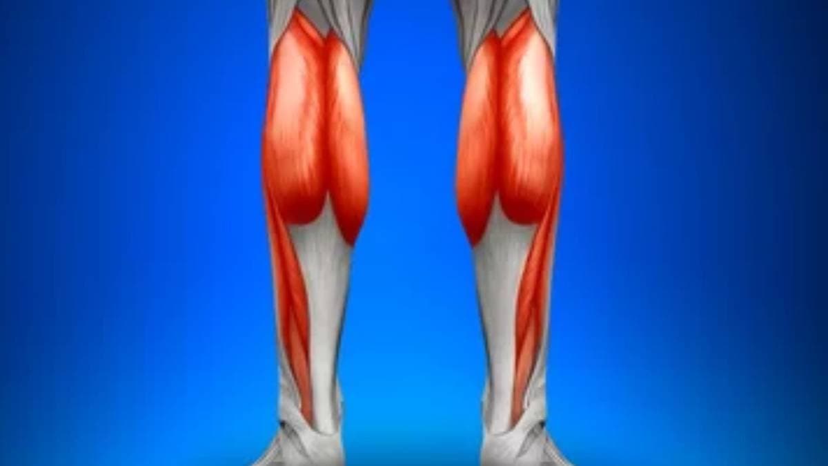 Functions of human calf muscle will amaze you