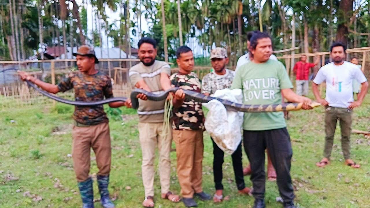  King cobra rescued in Meteli block of Jalpaiguri