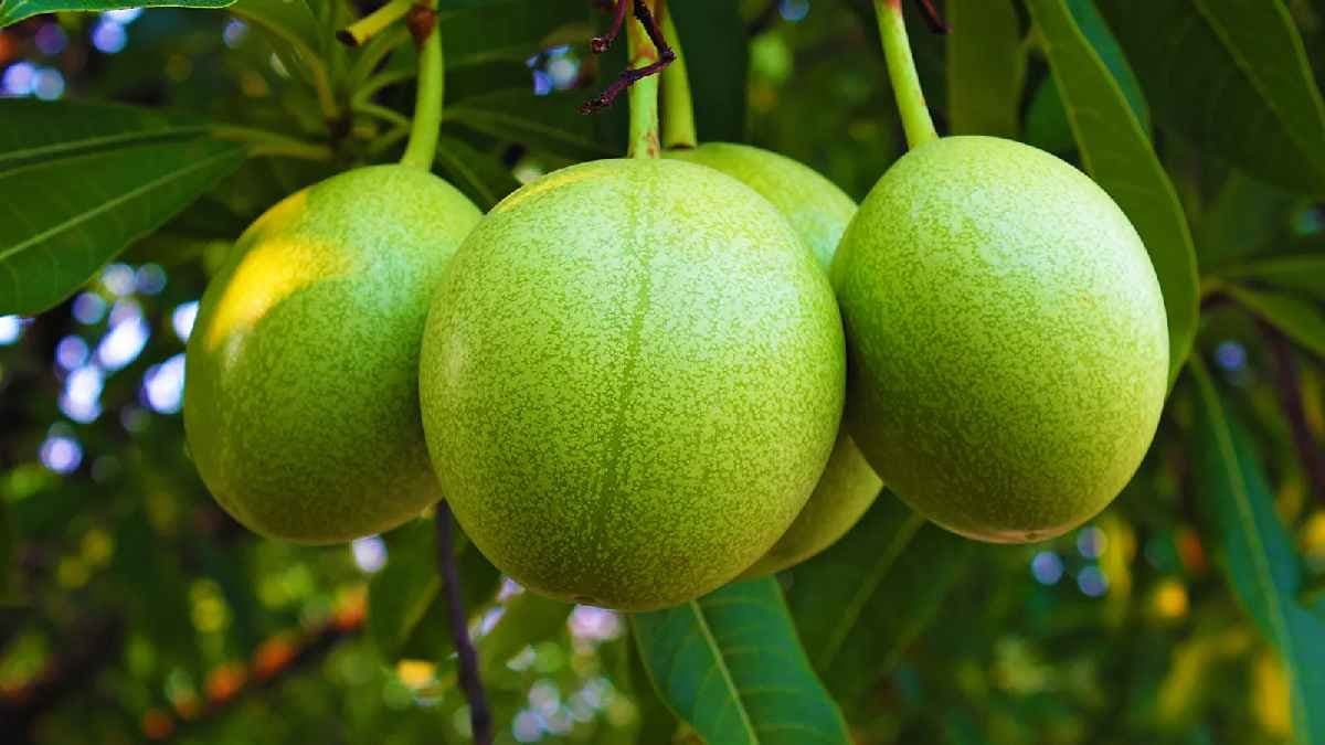 Suicide fruit from White Lotus can kill anyone with its Deadly Poison 