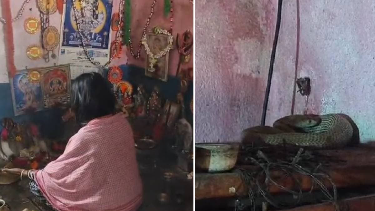 couple starts worshipping a venomous snake at their room instead of driving out gnr