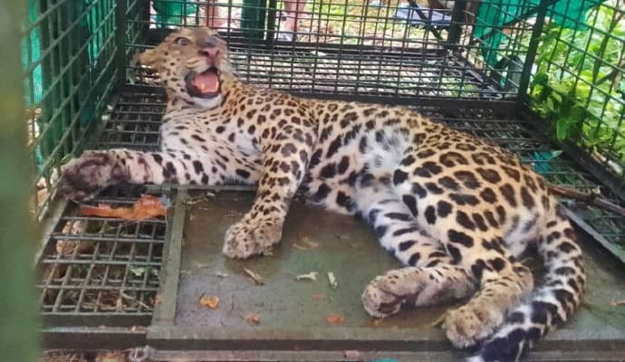 leopard captured in dooars