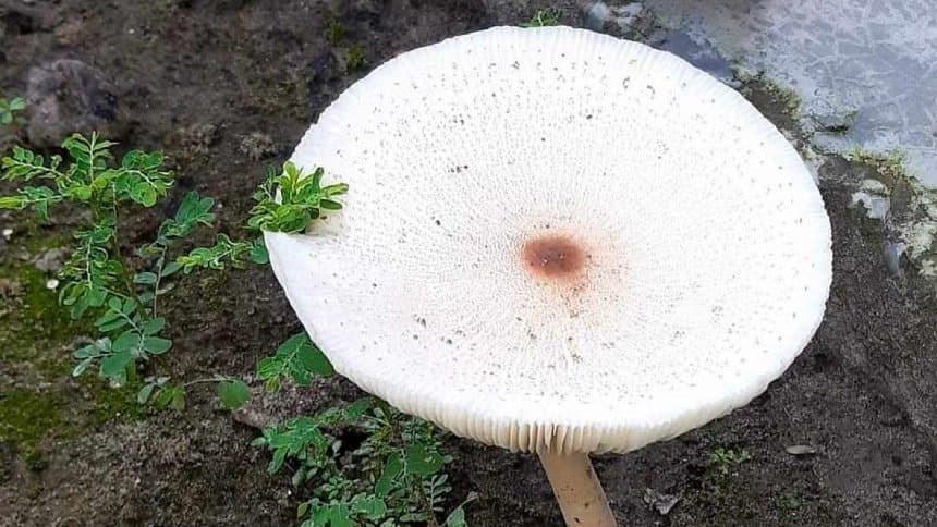 mushroom has many health benefits know the details lif