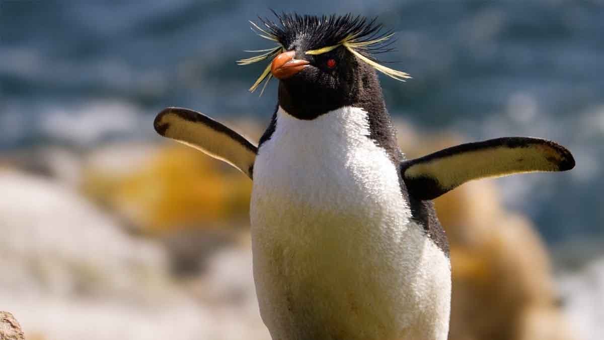 New England Aquarium builds a new place for Penguins to chill