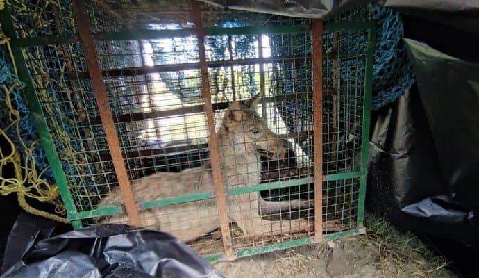 wolf trapped in uttar pradesh gnr