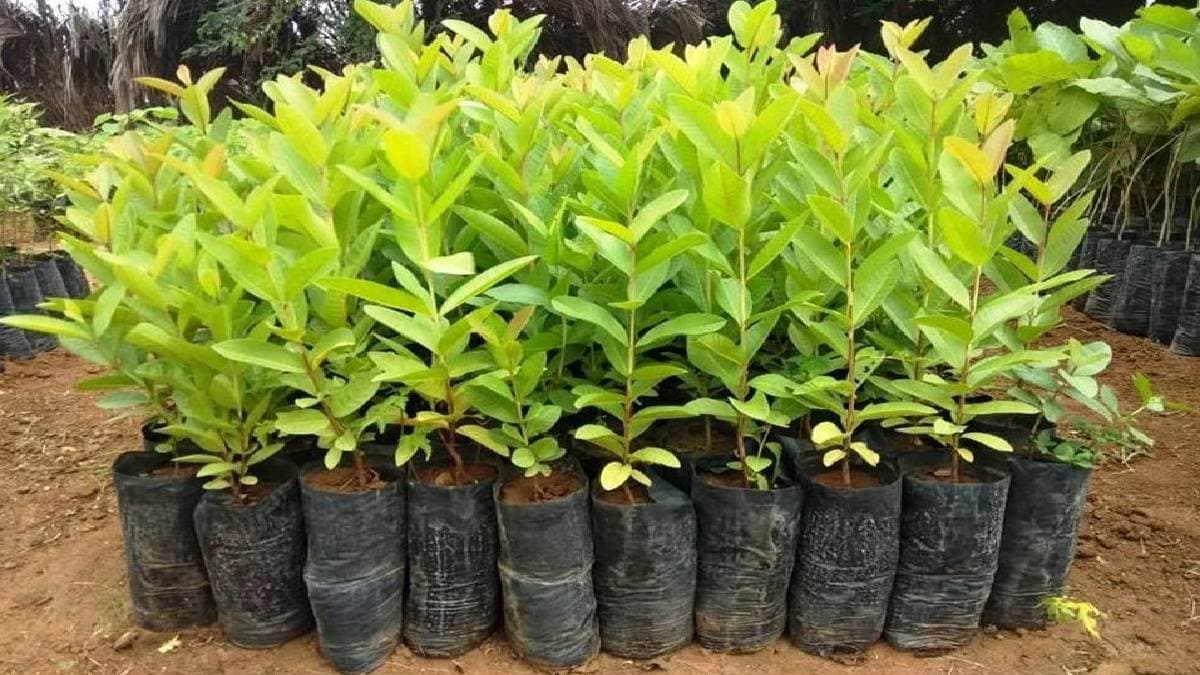 Madhya Pradesh High Court Orders Man To Plant 50 trees In Month In Contempt Case