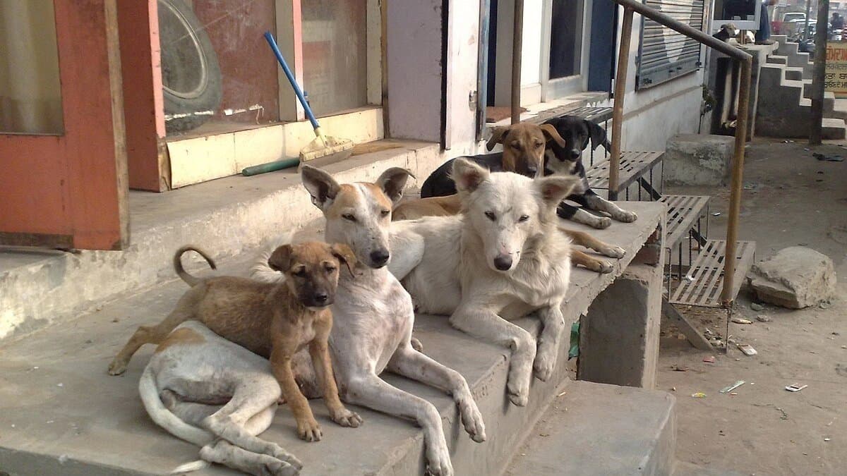 Removal Of Stray Dogs After Delhi Rajasthan Court directed municipal bodies to remove stray dogs and other animals from city roads 