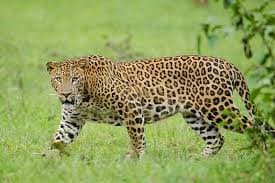  Recording Video Of Leopard In Field, It Mauled 3 gnr 