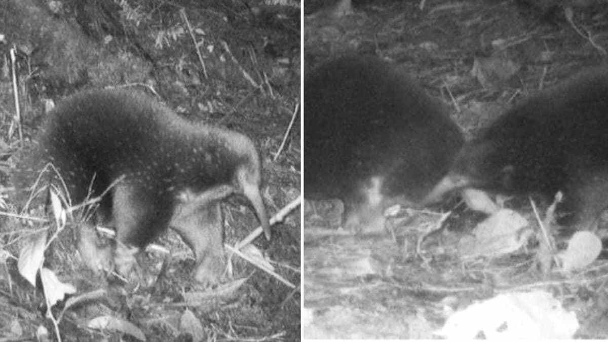 One of Earth s rarest mammals rediscovered in Indonesia