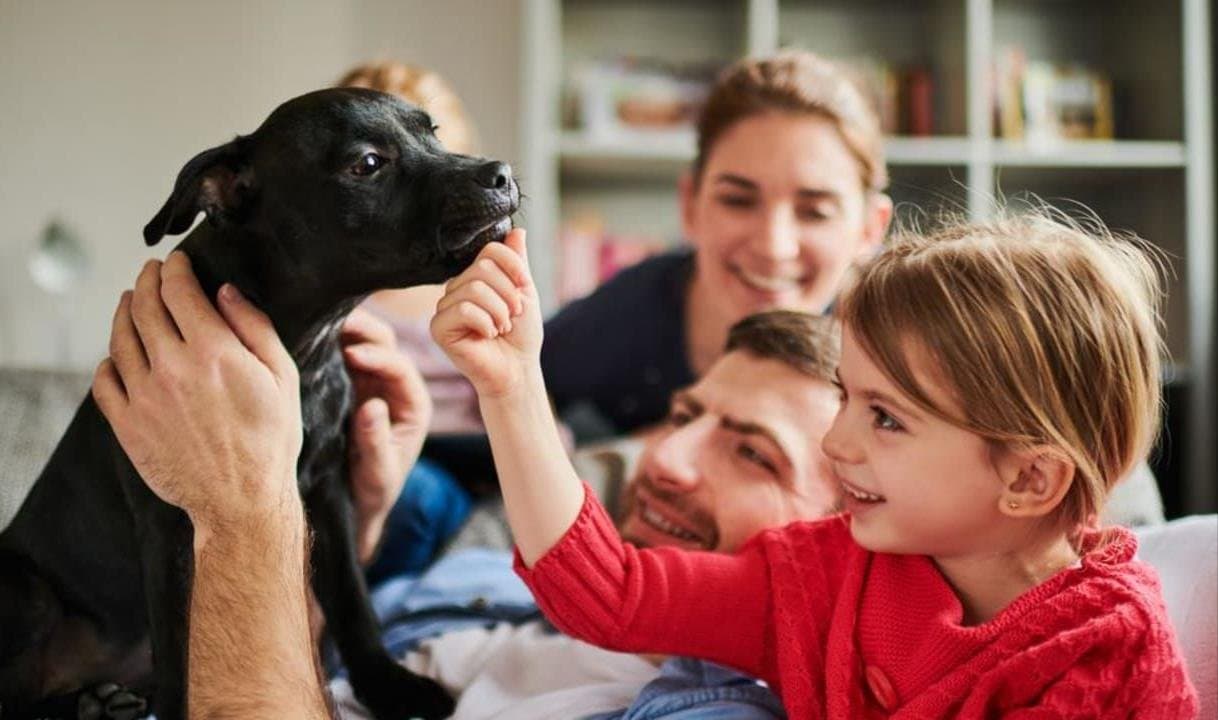 Pet: পোষ্য কেনার কথা ভাবছেন? মাথায় রাখুন এই কয়েকটি বিষয়