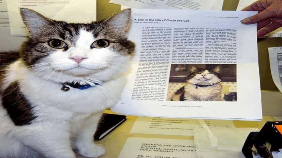 Thearpy cat who predicted 100 od deaths