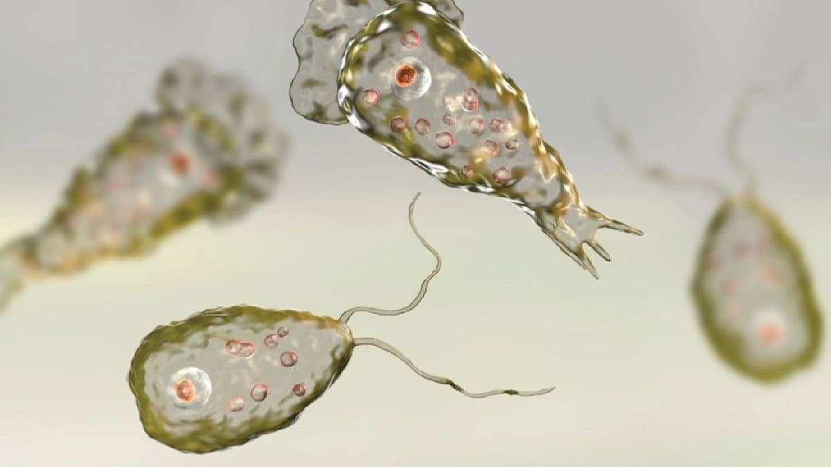 Brain-Eating Amoeba Cases In India Kerala grappling with a sudden and dangerous health crisis
