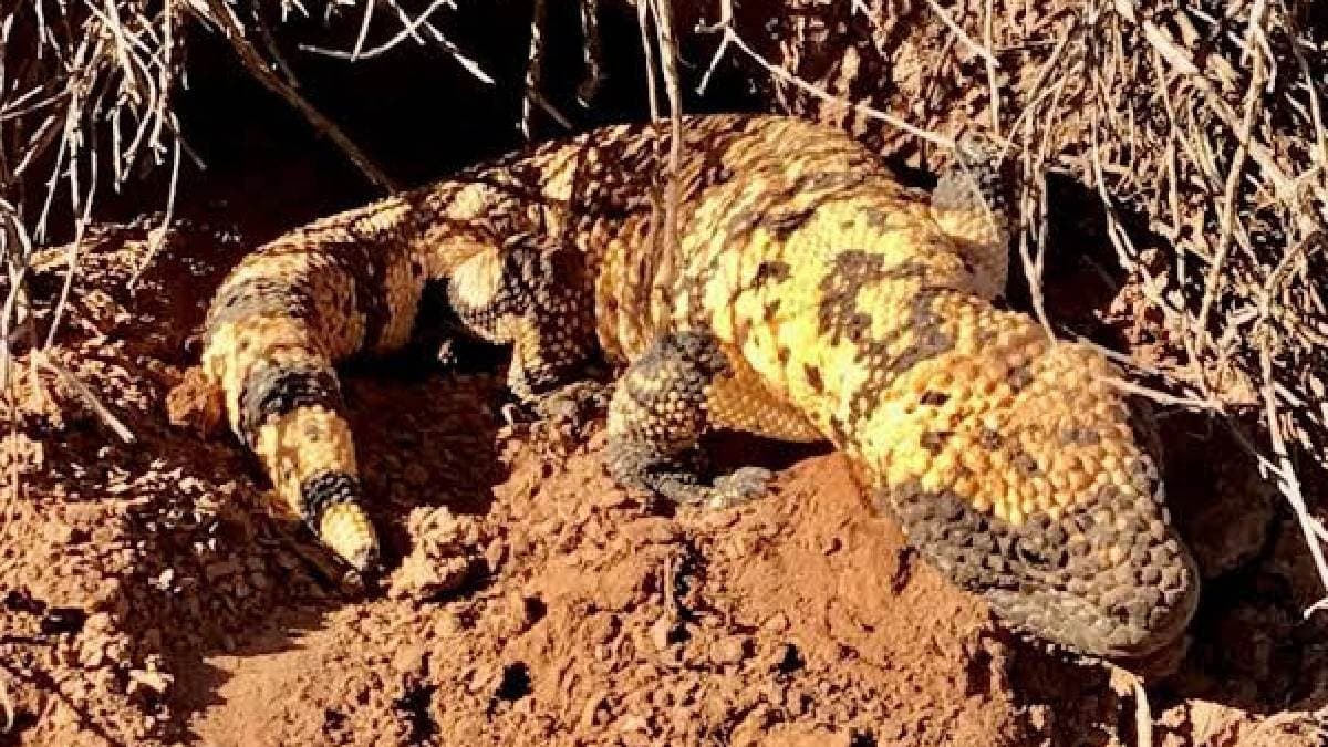 Venom Of A Lizard Paved Way For Popular Diabetes Drug