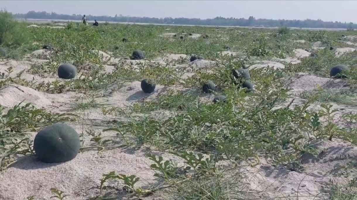 Watermelon Damaged Due to Insects Farmers Faces Huge Loss