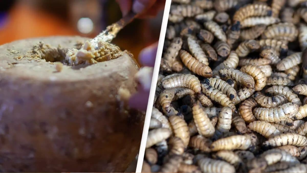 which are some unique cheese around the world lif