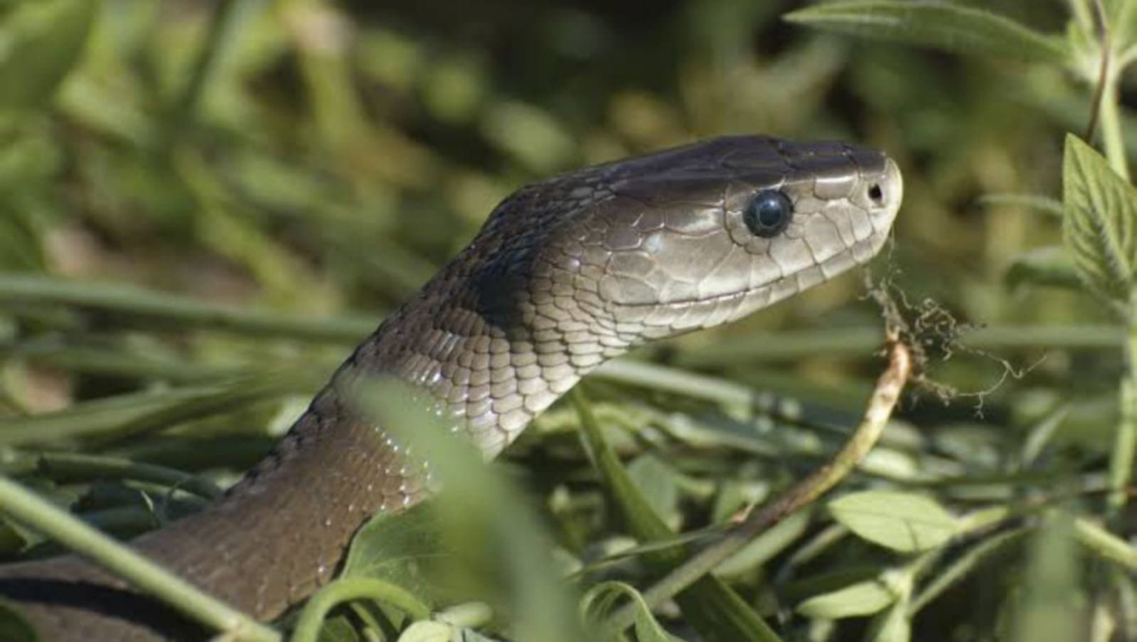snake found in sealdah station