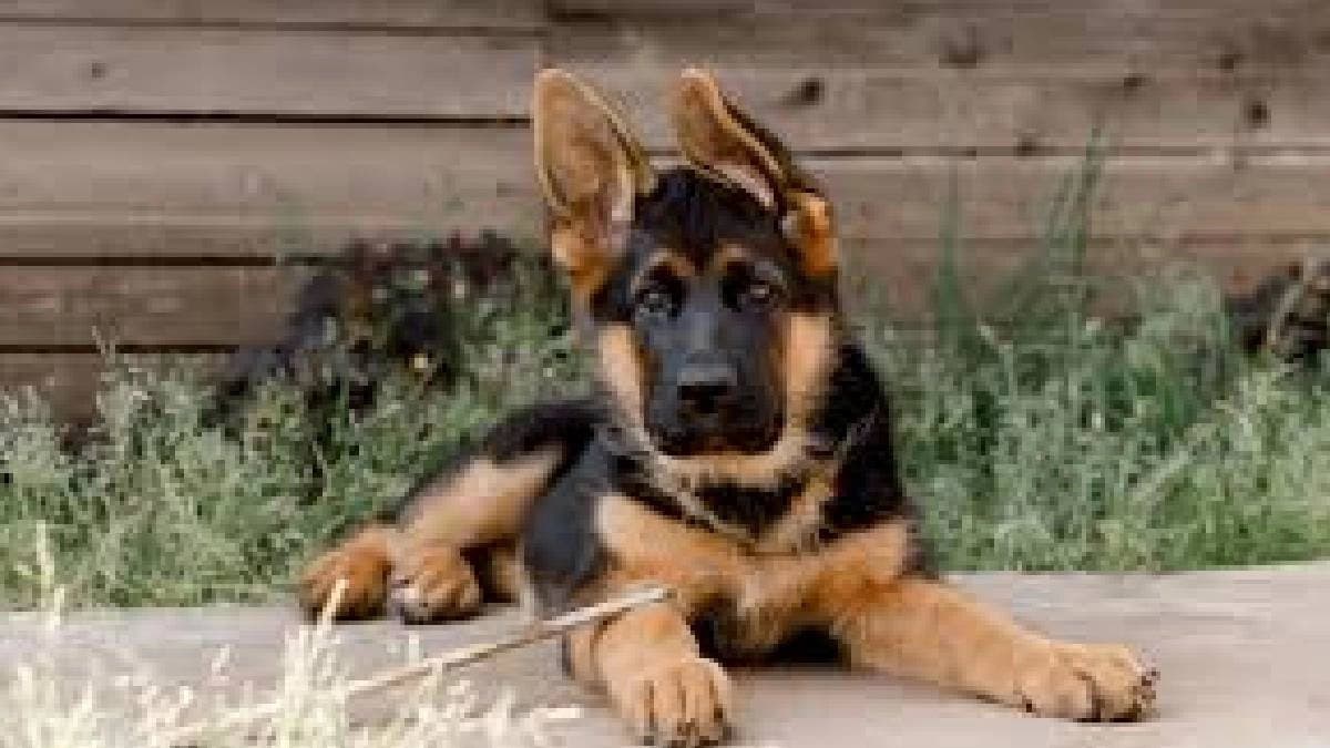 Woman Falls Off Stairs At Ghaziabad Society After Pet Dogs Attack Her