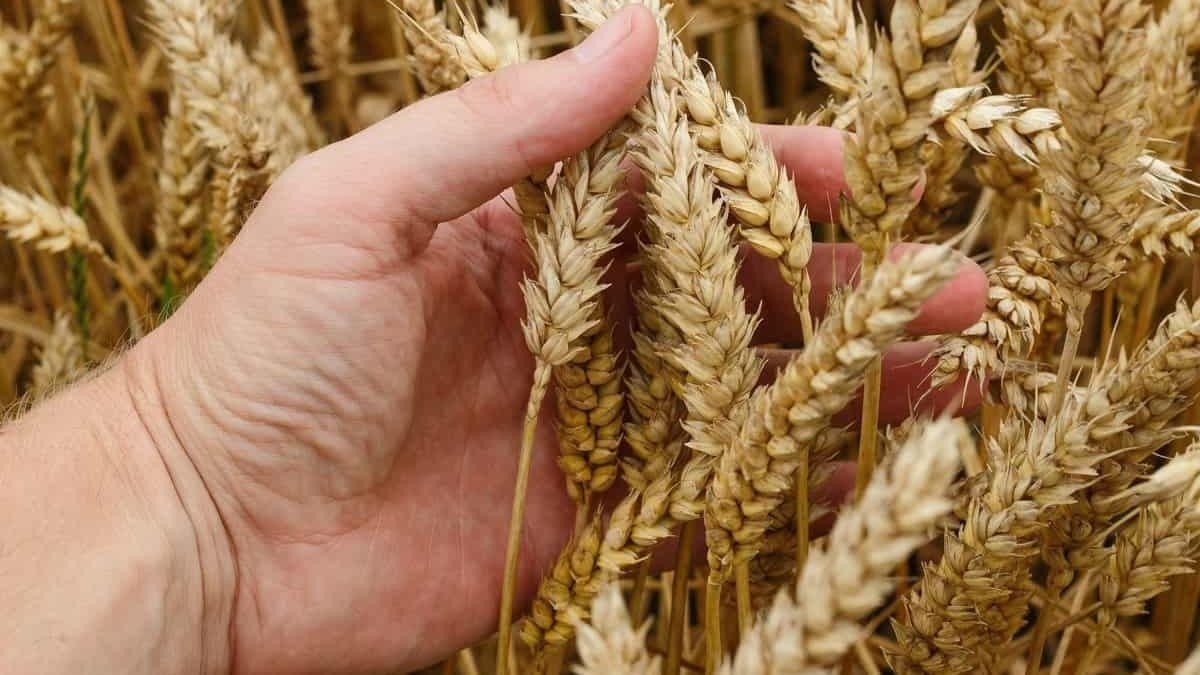 Climate change: excess heat effecting the rice and wheat production in India