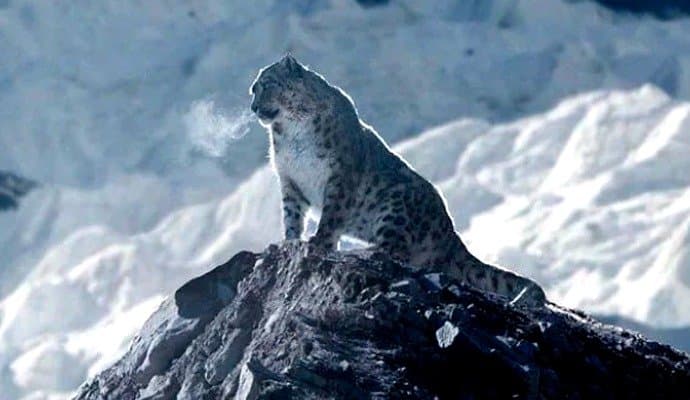 how much snow leopard in india, centre says the numbers