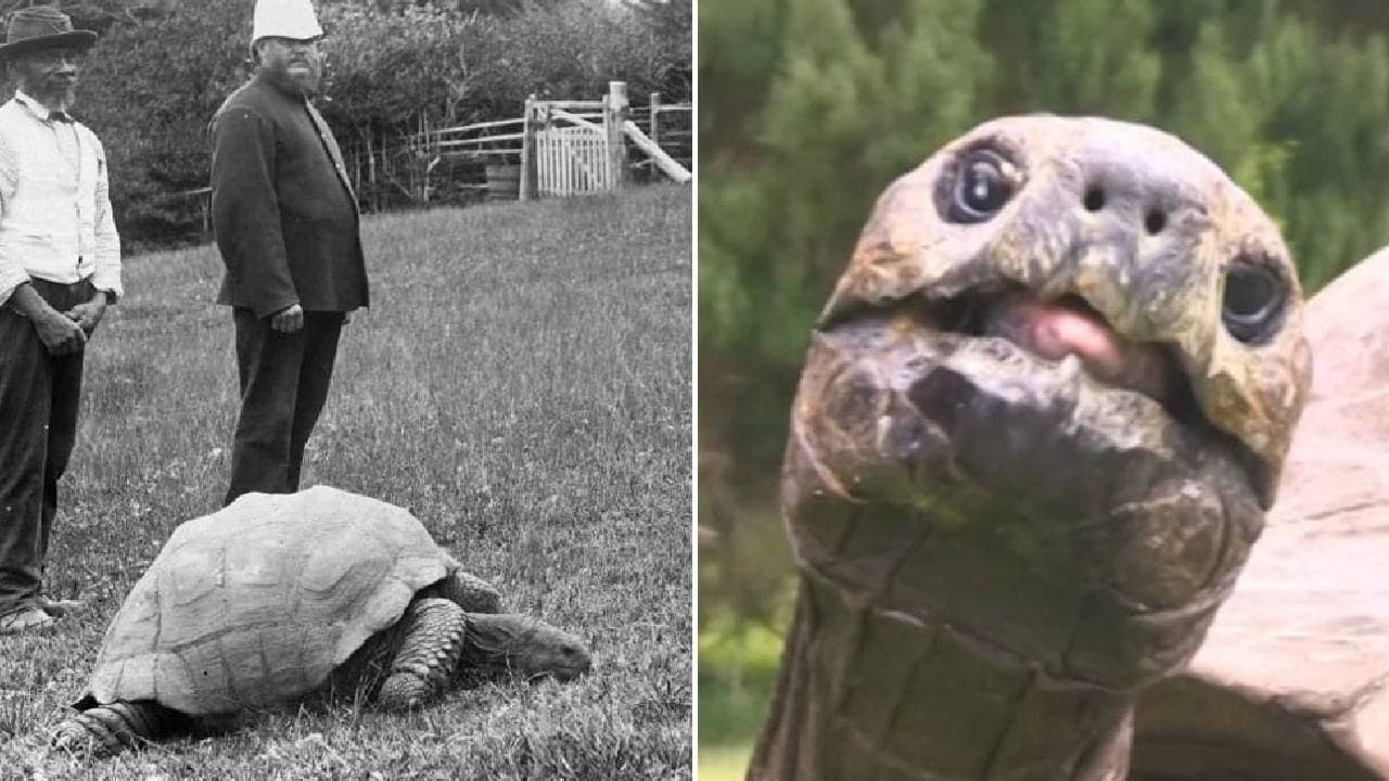 The Worlds oldest land animal is jonathan a 192 year old tortoise thats seen it all 