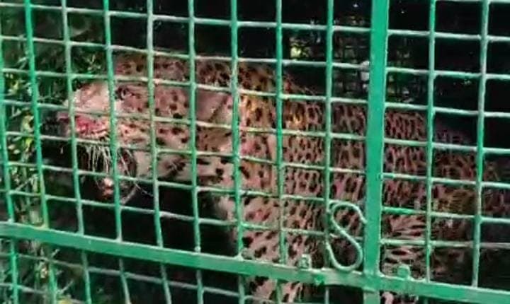 Leopard in a trap in north bengal gnr 