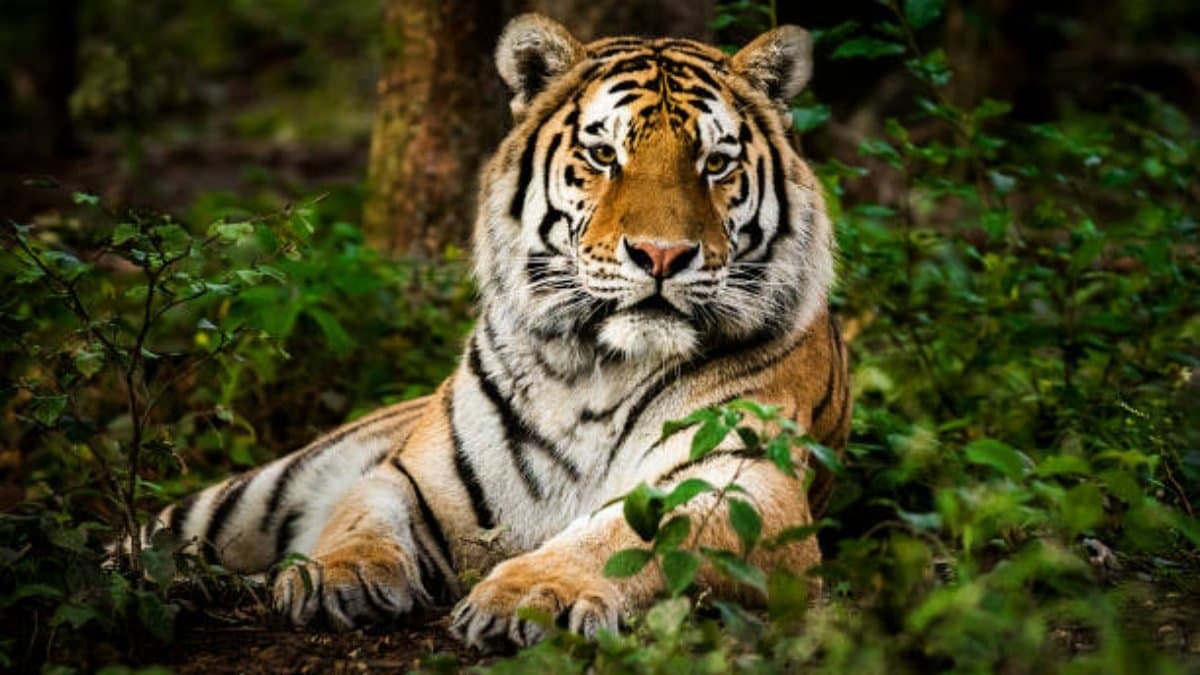 Forest Department officials finally able to catch the tiger in Kultali s Maipith gnr