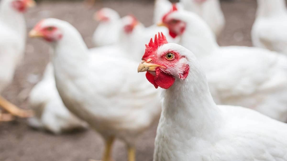 In the last five decades the weight of chickens has increased by 364 percent
