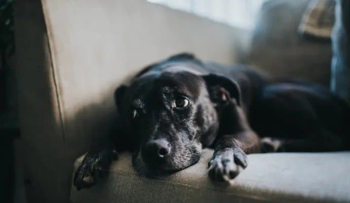 The 5 biggest early warning signs of cancer in Dogs!