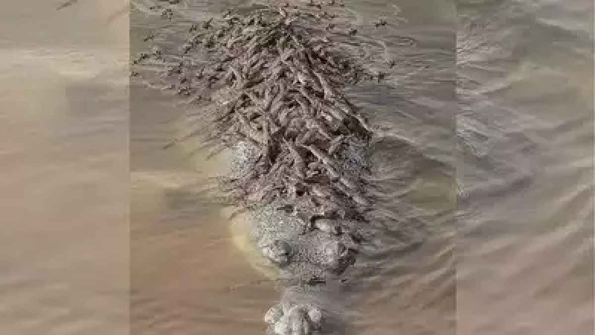 100 Baby Crocodiles riding on their father back goes Viral