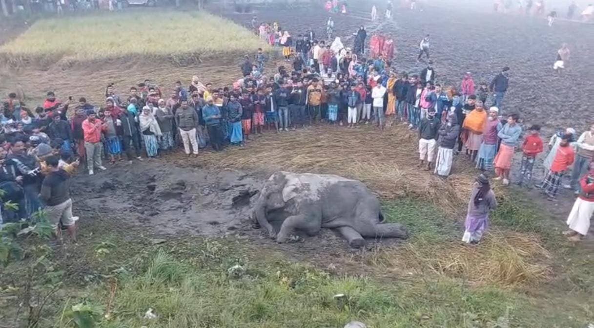Elephant Killed One Injured In Train Accident In North Bengal 