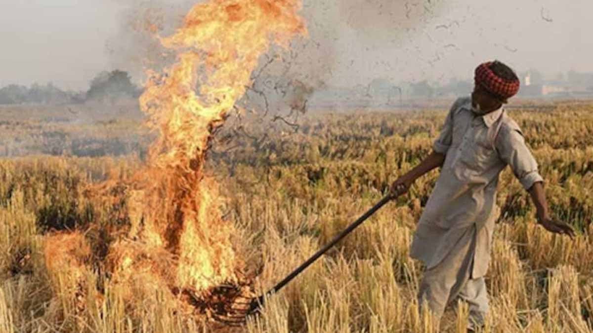 Delhi Air Worsens Punjab Farmers Say Stubble Burning Only Option gnr